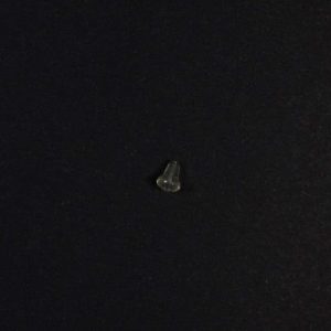 Kalosze Gumiak Delphin BRONTO rozm 45 - obrazek 3