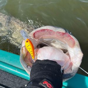 Zestaw sygnalizatorów Delphin TECTON | 2+1 - obrazek 4