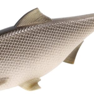 PRZYNĘTA - MFT ROACH 12cm/CARISSIO - obrazek 1